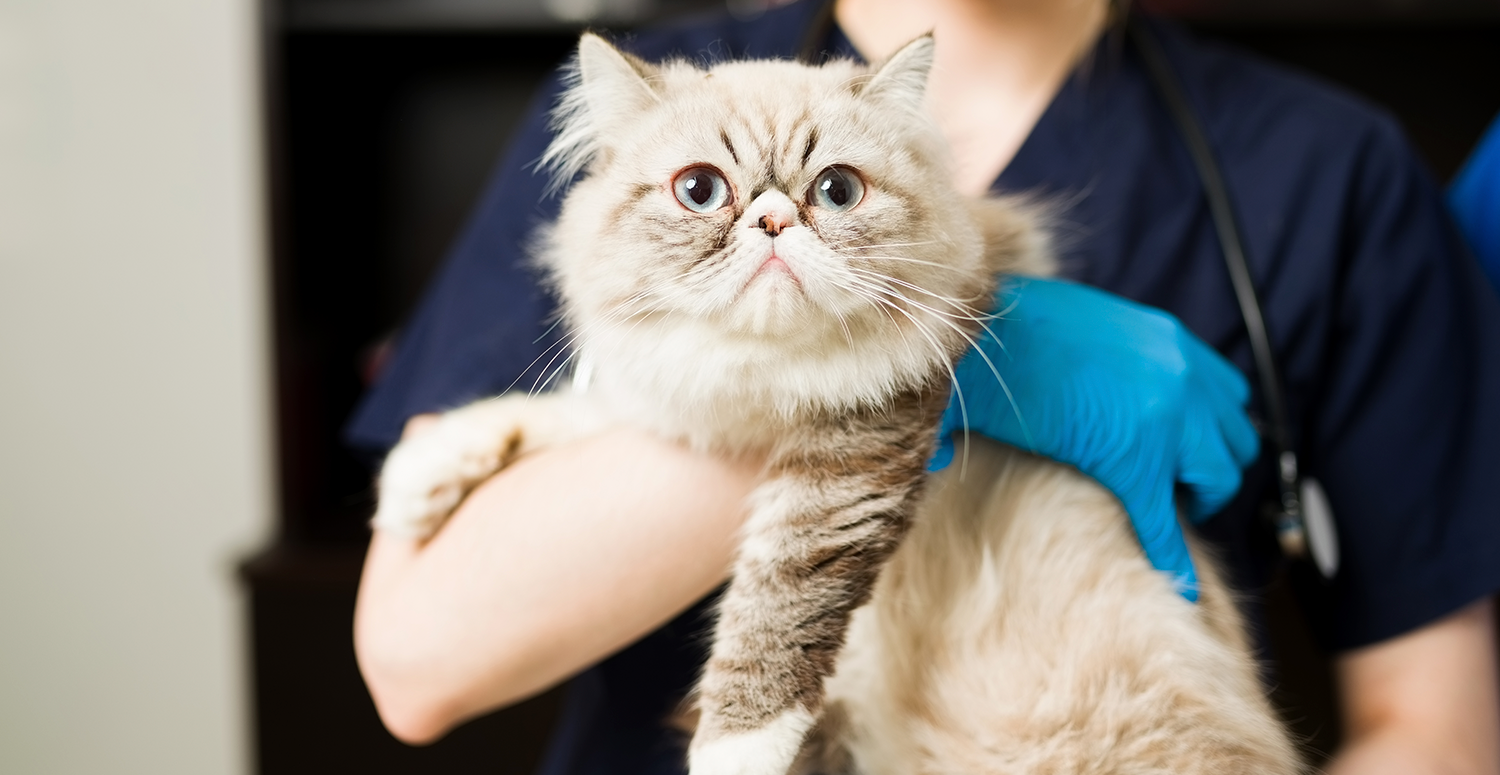 FGTS para tratamento de pets